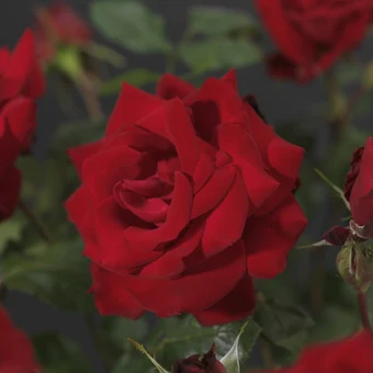 Roos 'Dame De Coeur' - afbeelding 3