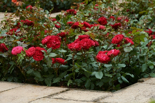 Roos 'Dame De Coeur' - afbeelding 4