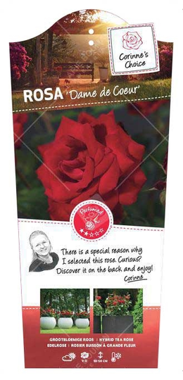 Roos 'Dame De Coeur' - afbeelding 1
