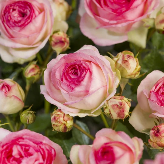 Roos 'Eden Rose'® - afbeelding 4