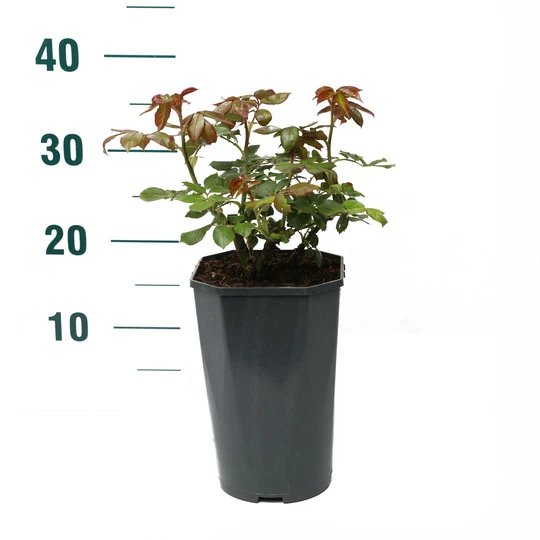 Roos 'Eden Rose'® - afbeelding 2