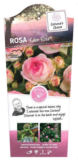 Roos 'Eden Rose'® - afbeelding 1