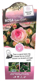 Roos 'Eden Rose'® - afbeelding 1