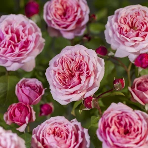 Roos 'Eeuwige Passie'® - afbeelding 4