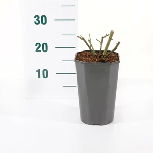 Roos 'Eeuwige Passie'® - afbeelding 2