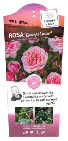 Roos 'Eeuwige Passie'® - afbeelding 1