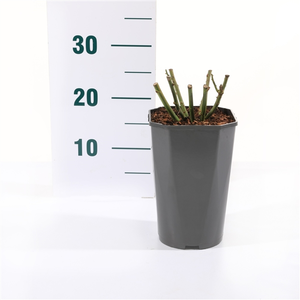 Roos 'Europeana' - afbeelding 2