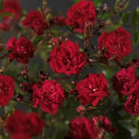 Roos 'Fairy Queen'® - afbeelding 3