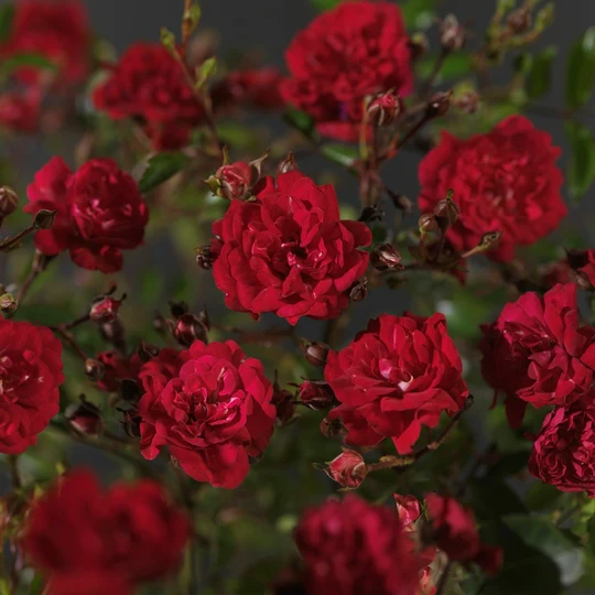 Roos 'Fairy Queen'® - afbeelding 5