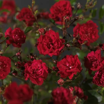 Roos 'Fairy Queen'® - afbeelding 5