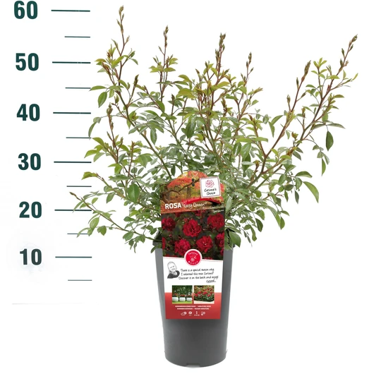 Roos 'Fairy Queen'® - afbeelding 1