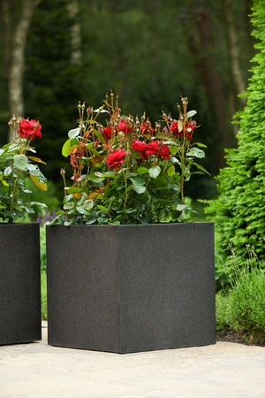 Roos 'Fairy Queen'® - afbeelding 2