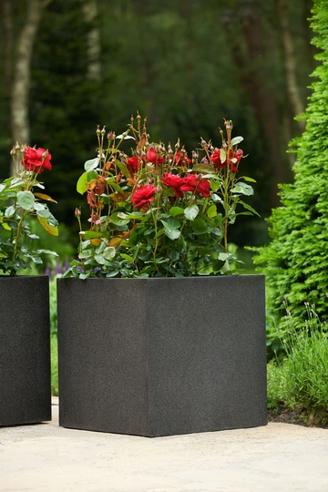 Roos 'Fairy Queen'® - afbeelding 4