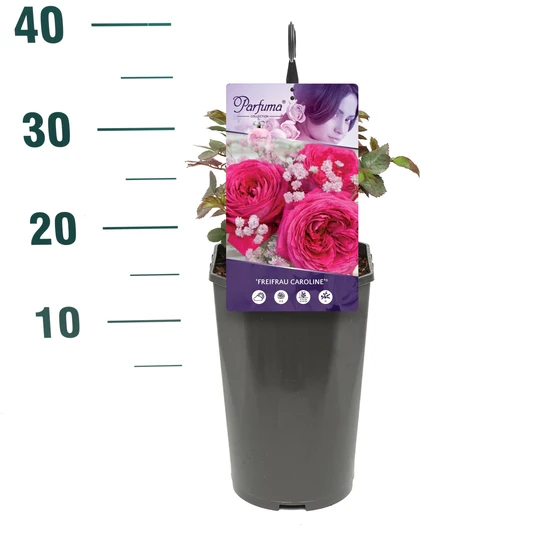 Roos 'Freifrau Caroline'® - afbeelding 2