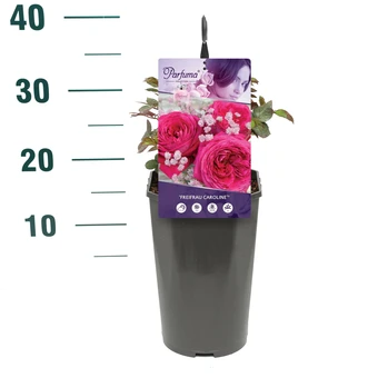 Roos 'Freifrau Caroline'® - afbeelding 2