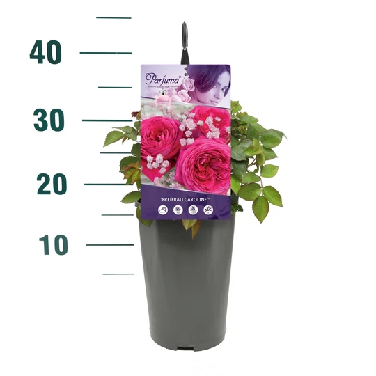 Roos 'Freifrau Caroline'® - afbeelding 3