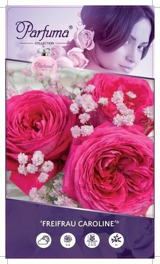 Roos 'Freifrau Caroline'® - afbeelding 1
