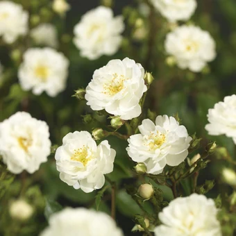 Roos 'Guirlande d' Amour'® - afbeelding 3