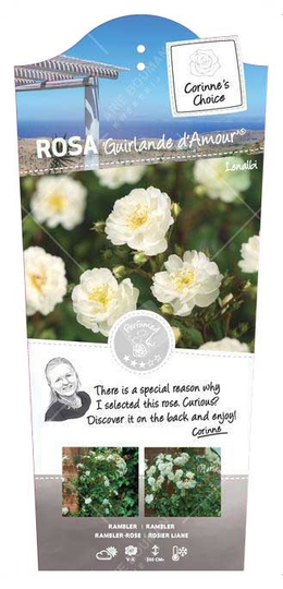 Roos 'Guirlande d' Amour'® - afbeelding 1