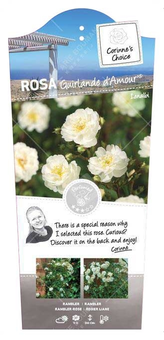 Roos 'Guirlande d' Amour'® - afbeelding 1