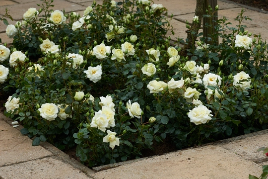 Roos 'Helga' - afbeelding 3
