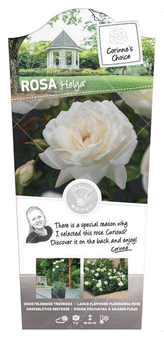 Roos 'Helga' - afbeelding 1