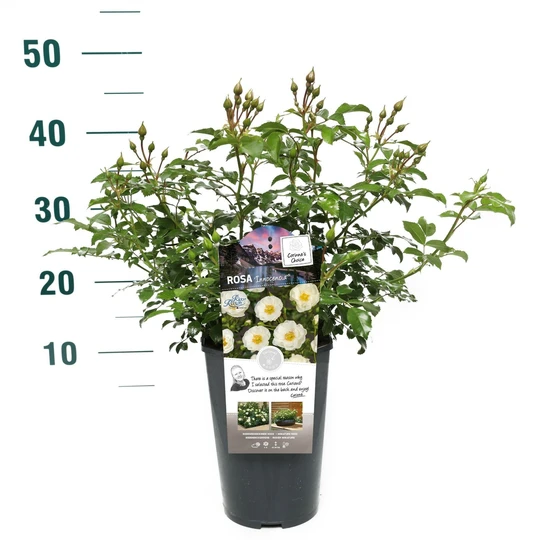 Roos 'Innocencia'® - afbeelding 3