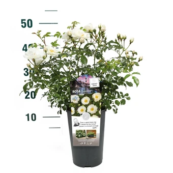 Roos 'Innocencia'® - afbeelding 4