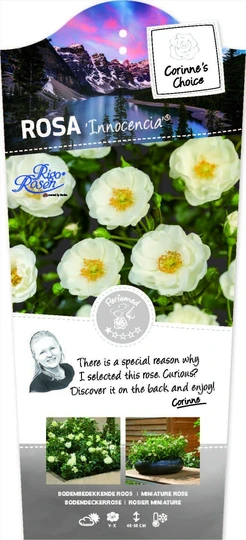 Roos 'Innocencia'® - afbeelding 1