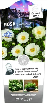 Roos 'Innocencia'® - afbeelding 1
