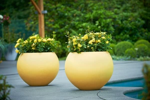 Roos 'Lampion'® - afbeelding 4