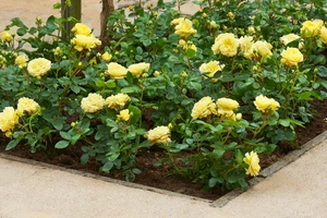 Roos 'Lampion'® - afbeelding 5