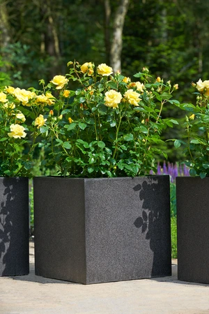 Roos 'Lampion'® - afbeelding 3