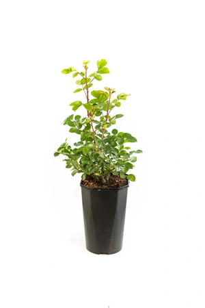 Roos 'Leonardo Da Vinci'® - afbeelding 2