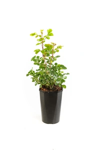 Roos 'Leonardo Da Vinci'® - afbeelding 2