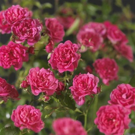 Roos 'Lovely Fairy'® - afbeelding 5