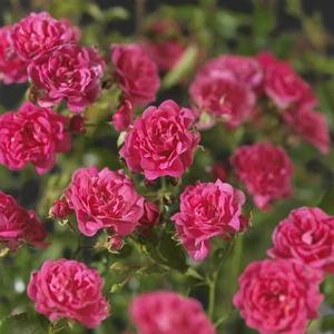 Roos 'Lovely Fairy'® - afbeelding 5