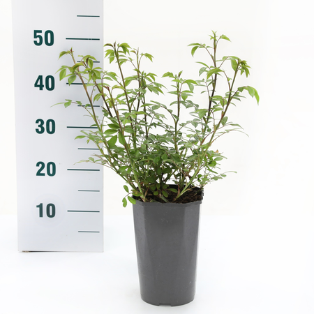 Roos 'Lovely Fairy'® - afbeelding 2