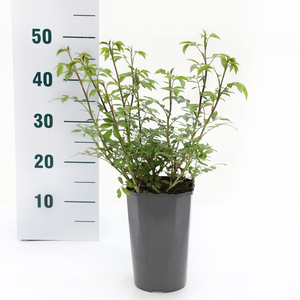 Roos 'Lovely Fairy'® - afbeelding 2