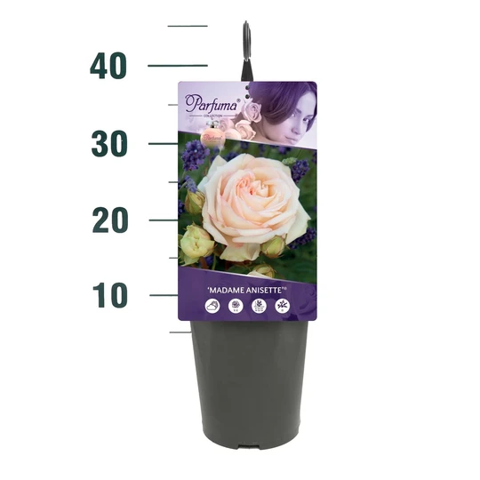 Roos 'Madame Anisette'® - afbeelding 2