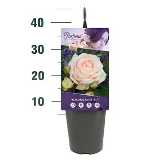 Roos 'Madame Anisette'® - afbeelding 2
