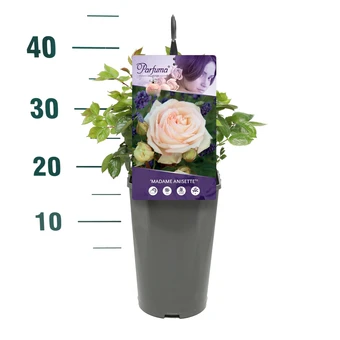 Roos 'Madame Anisette'® - afbeelding 3