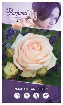 Roos 'Madame Anisette'® - afbeelding 1