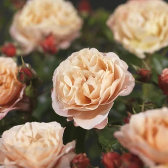 Roos 'Marie Curie'® - afbeelding 4