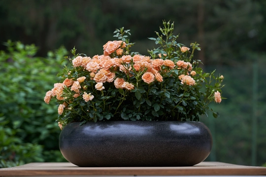 Roos 'Marie Curie'® - afbeelding 5
