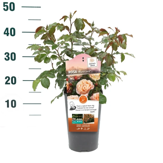Roos 'Marie Curie'® - afbeelding 3