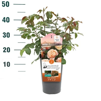 Roos 'Marie Curie'® - afbeelding 3