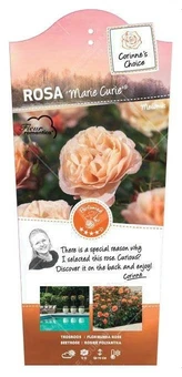 Roos 'Marie Curie'® - afbeelding 1
