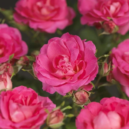 Roos 'Melrose' - afbeelding 4