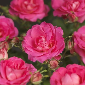 Roos 'Melrose' - afbeelding 4